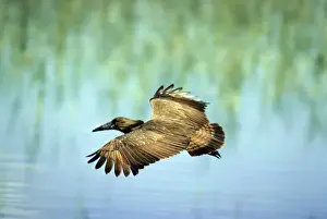 Hammerkops Prints: Hammerkop - in flight