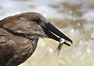Hammerkop / Hammerkopf / Hammerhead / Hammerhead Stork / Umbrette / Umber Bird / Tufted Umber / Anvilhead - standing in water catching fish - Tanzania