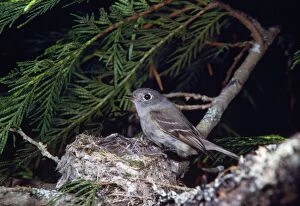 Hammonds Flycatcher - on nest