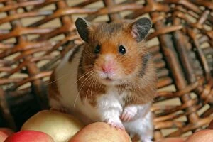 Auratus Gallery: Hamster in basket with apples, closeup