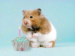 Hamster - with cake and candle