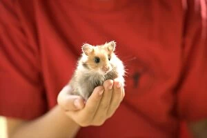 Images Dated 25th June 2005: Hamster - in child's hand