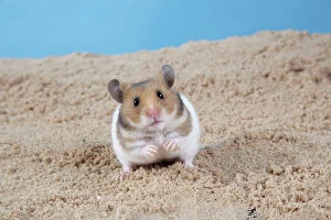 Images Dated 22nd May 2007: Hamster - Digging in sand