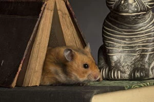 Book Gallery: Hamster dor&,xc3;&,xa9; Hamster dor Hamster dor Hamster dor&,xc3;&,xa9; Hamster dor Hamster dor