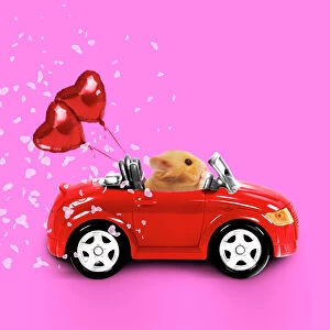 Digital Gallery: Hamster driving miniature red sports convertible