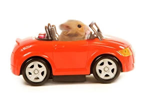 Quirky Collection: Hamster driving miniature sports convertible car