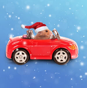 Hamster driving miniature sports convertible car wearing a red Santa Christmas hat Hamster driving miniature sports