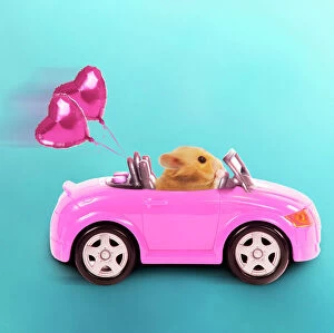 Quirky Collection: Hamster driving miniature sports convertible car with heart shaped balloons attached Digital
