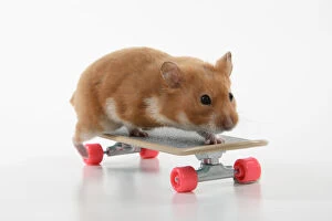 Images Dated 27th December 2021: HAMSTER. Hamster on / with a scateboard, studio