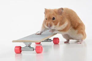 Images Dated 27th December 2021: HAMSTER. Hamster on / with a scateboard, studio