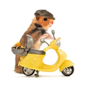 Images Dated 19th November 2007: Hamster in hat and about to ride miniature moped bike