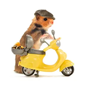 Bikes Prints: Hamster in hat and about to ride miniature moped bike