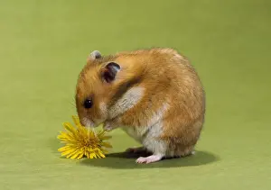 Small Pet Prints: Hamster - mini