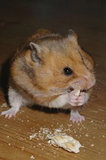 HAMSTER - nibbling on biscuit