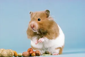 Small Pets Collection: Hamster - & nuts