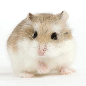 Small Pets Collection: Hamster Roborovski