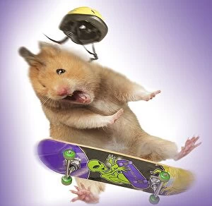 Images Dated 12th April 2012: Hamster - with skateboard & helmet