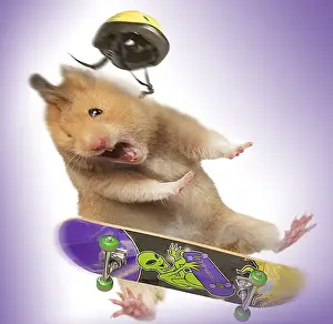 Hamster - with skateboard & helmet