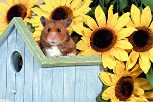 Birdhouse Gallery: Hamster standing in Birdhouse in front of Sunflowers