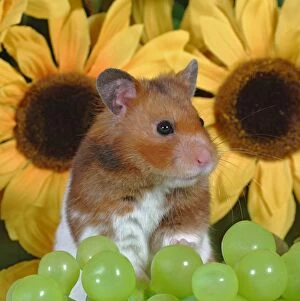 Auratus Gallery: Hamster standing, with grapes in front of sunflowers