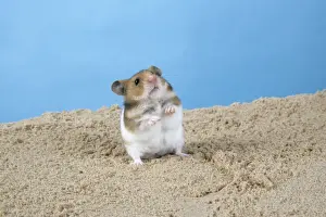 Hamster - Standing on hind legs