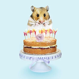 Hamster - Standing on hind legs with Birthday