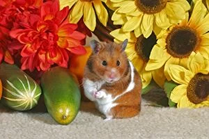 Auratus Gallery: Hamster standing up in front of sunflowers