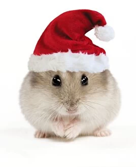 Hamster - wearing Christmas hat