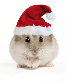 Christmas Hat Collection: Hamster - wearing Christmas hat Digital Manipulation: Hat (Su)