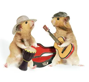 Hamsters - playing musical instruments - captionable