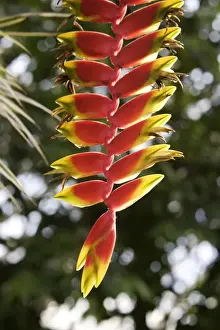 Heliconia Prints: Hanging Lobster Claw - in park - Nice - France