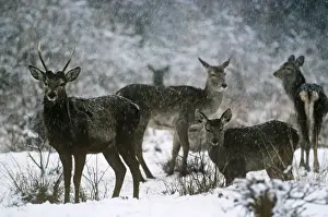 Hangul / Kashmir Deer Dachigam National Park, Jammu & Kashmir