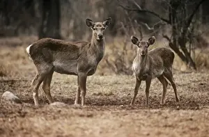 Does Prints: Hangul / Kashmir Deer - female with yearling Dachigam National Park, Jammu & Kashmir