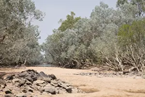Paperbarks Prints: The Hann River lined with Silver Melaleucas and in the distance one green Melaleuca (Melaleuca leucadendra)