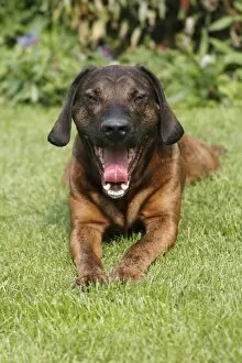 Hanover Hound - hunting dog lying down in garden - yawning
