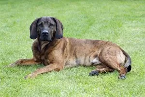 Hanover Hound, hunting dog resting in garden