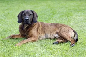 Hanover Hound, hunting dog resting in garden, Germany