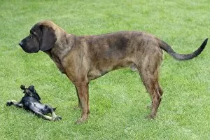 Hanover Hound and Westfalen Terrier Puppy, two hunting dogs playing on garden lawn