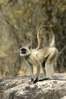 Hanuman / Grey or Common Langur monkey