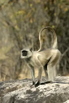 Monkeys Prints: Hanuman / Grey or Common Langur monkey Bandhavgarh NP India