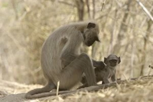 Images Dated 3rd May 2003: Hanuman / Grey / Common Langur monkeys - adult grooming young. Bandhavgarh NP, India