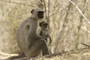 Images Dated 3rd May 2003: Hanuman / Grey / Common Langur monkeys - adult and young. Bandhavgarh NP, India