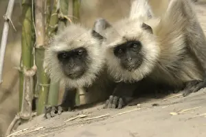 Crouching Prints: Hanuman / Grey / Common Langur monkeys - two Bandhavgarh NP, India