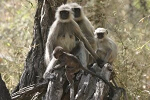 Hanuman / Grey / Common Langur monkeys - family in tree