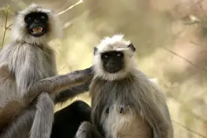 Bonding Prints: Hanuman / Grey / Common Langur monkeys - grooming fur. Bandhavgarh NP, India