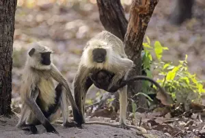 Hanuman Langur family, Bandhavgarh National Park, India