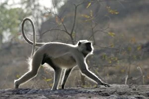 Hanuman Langur Monkey