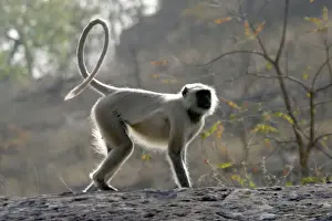 Hanuman Langur Monkey. Bandhavgarh National Park - India