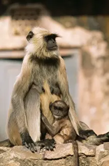 Hanuman Langur Monkey Mother & baby, Rajasthan, India