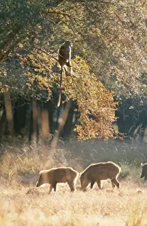 Hanuman Langur Monkey & Wild Boar CB 23 Ranthambhore National Park Rajasthan India Presbytis entellus / Sus scrofa © Chris Brunskill / ARDEA LONDON